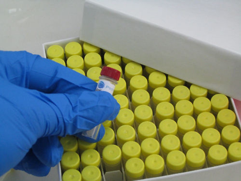 1 ml Protein G Agarose Beads, Sepharose