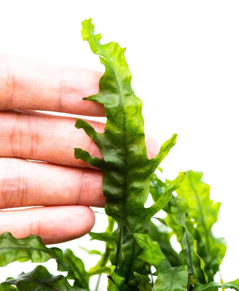 Java Fern 'Fork Leaf' on Nutripad - Rare Live Aquatic Plant