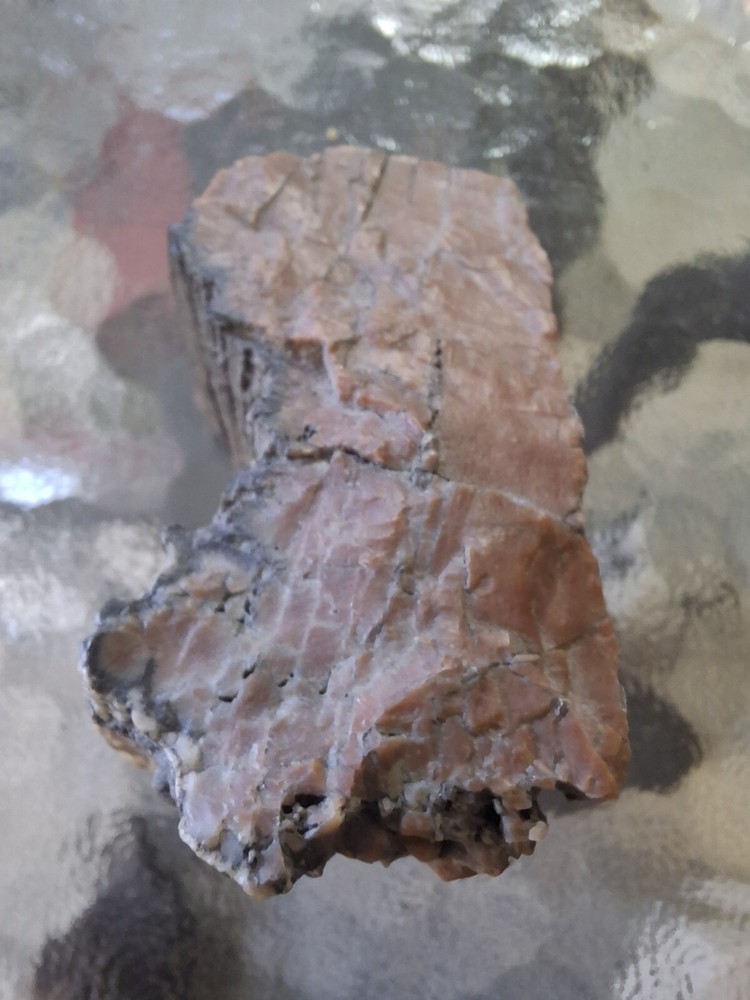 Petrified Wood From Out West USA.