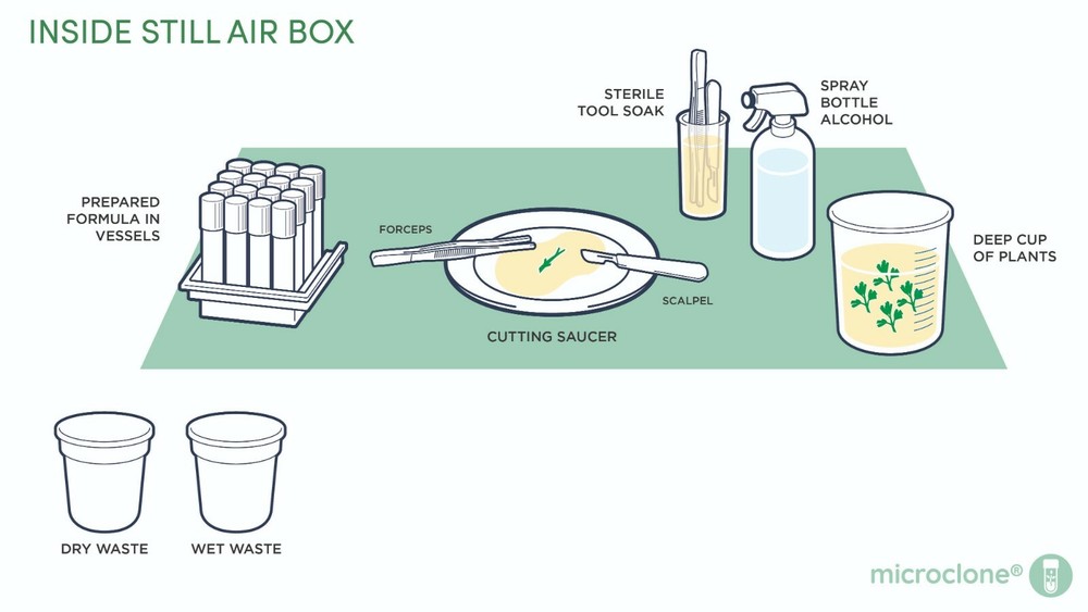 Tissue Culture Starter Kit 36 Microclone Tubes Most Plants Include Cannabis