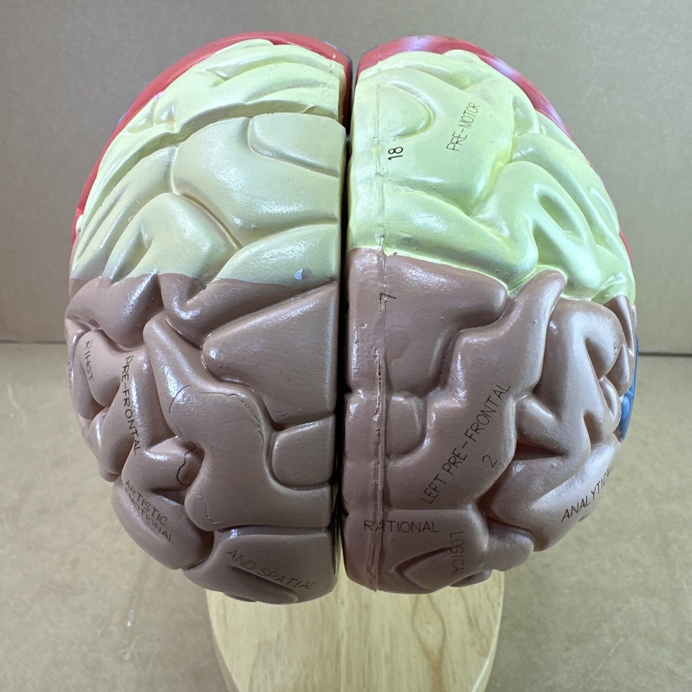Human Brain Model with Laser-Engraved Numbers and Labeling | Includes Case/Stand