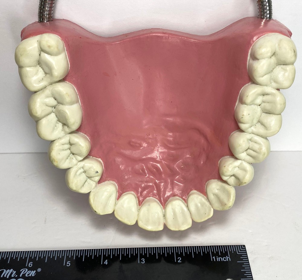 VTG Large Dental Teeth Hygiene Model typodont hinge