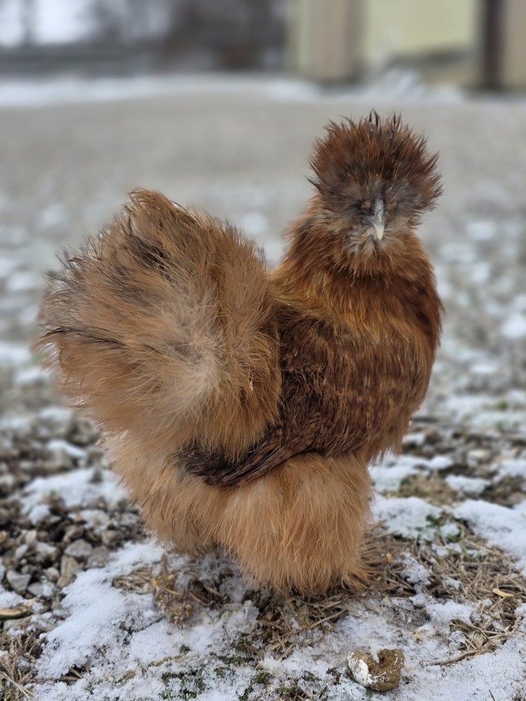 6+ Bantam Mille Silkie & Satin Chicken Hatching Eggs