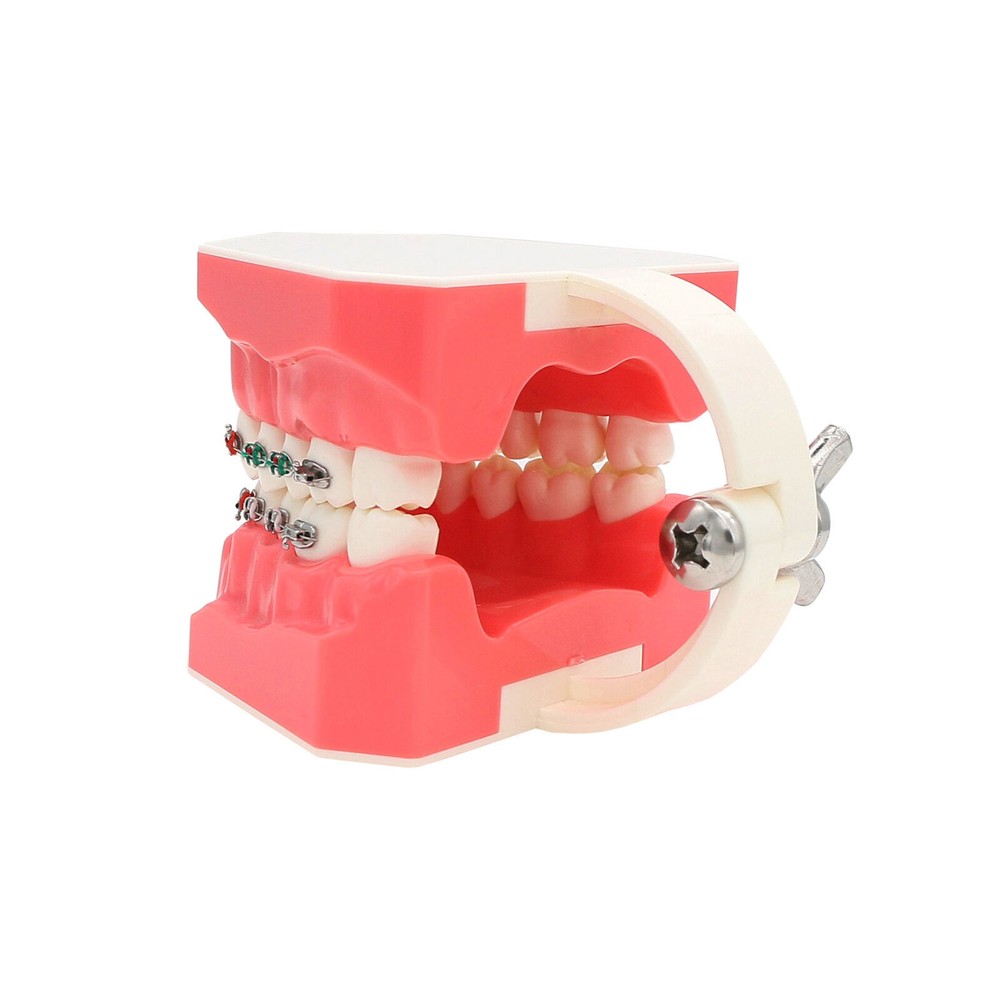 1:1 Dental Teach Study Typodont Teeth Model With Metal Ceramic Brackets Tubes