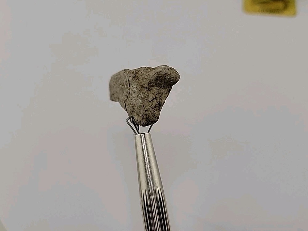 Fossilized Raptor Talon Dinosur Permineralized Fossil