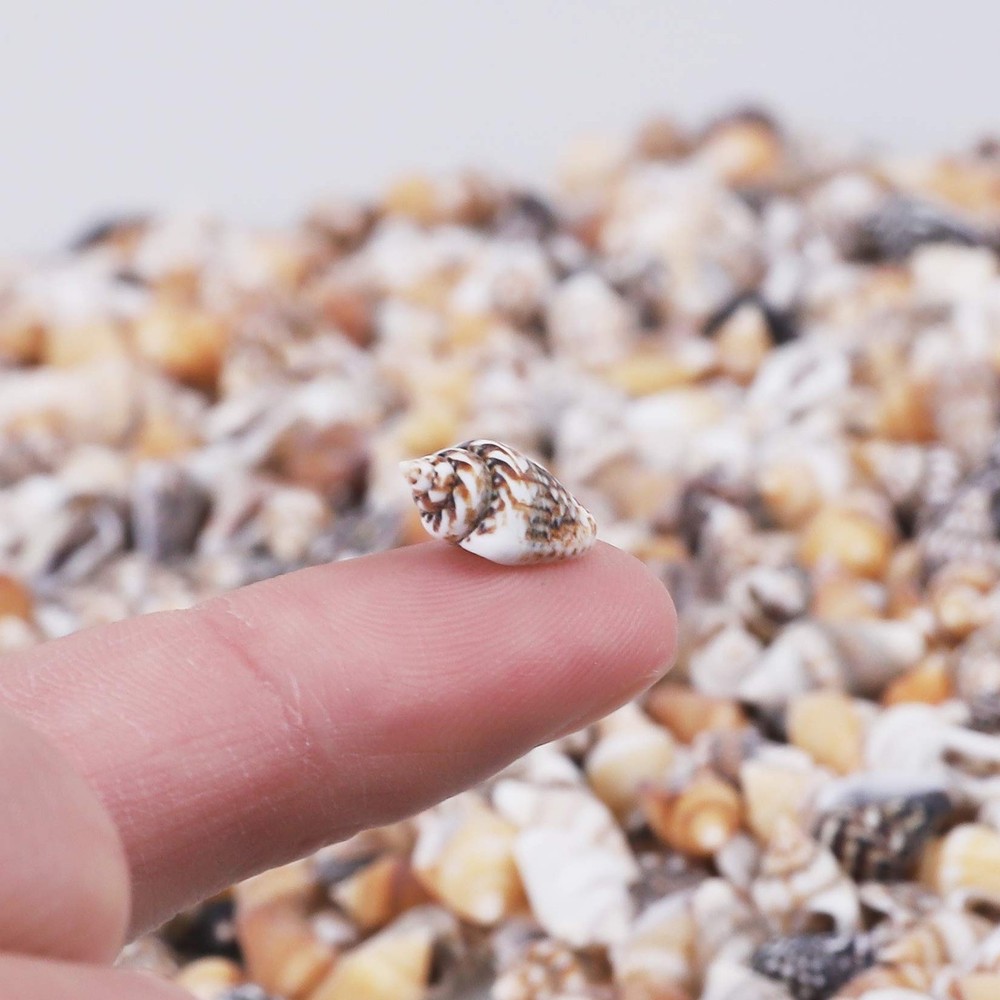 2000 PCS Tiny Mini Small Sea Shells for Crafting seashells, Tiny/2000pcs