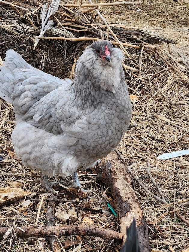 6 Lavender, B/B/S Ameraucana & Orpington (Easter Egger) Chicken Hatching eggs.