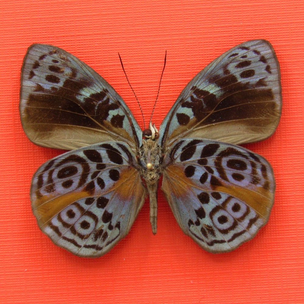 Real mounted butterfly - Eunica sophonisba - A1