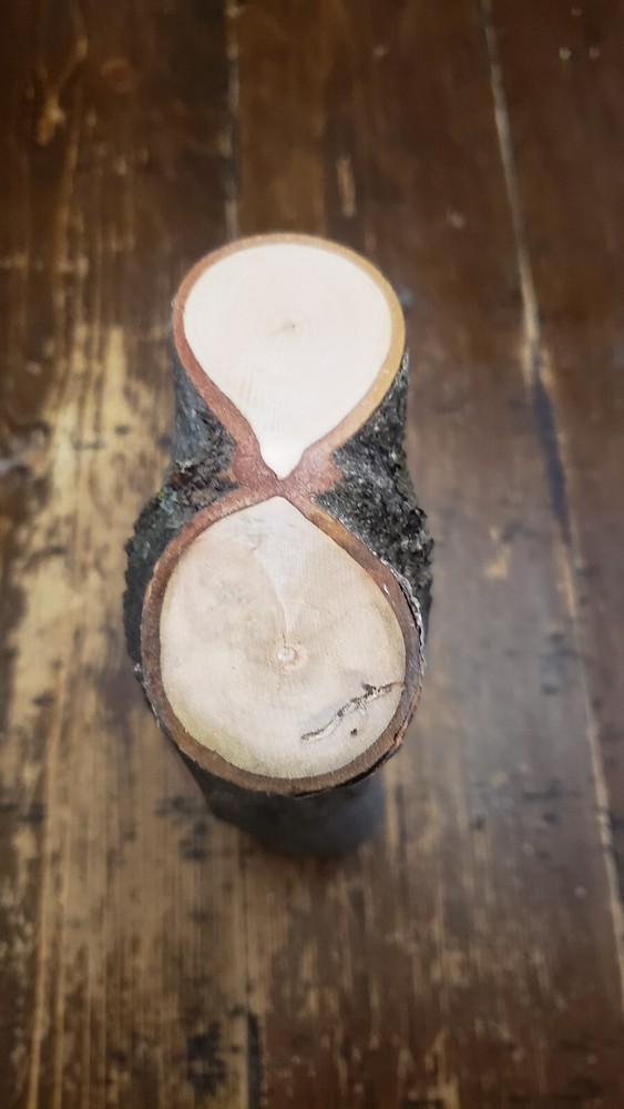 MAPLE Turning Crotch Log 10" Long M4319