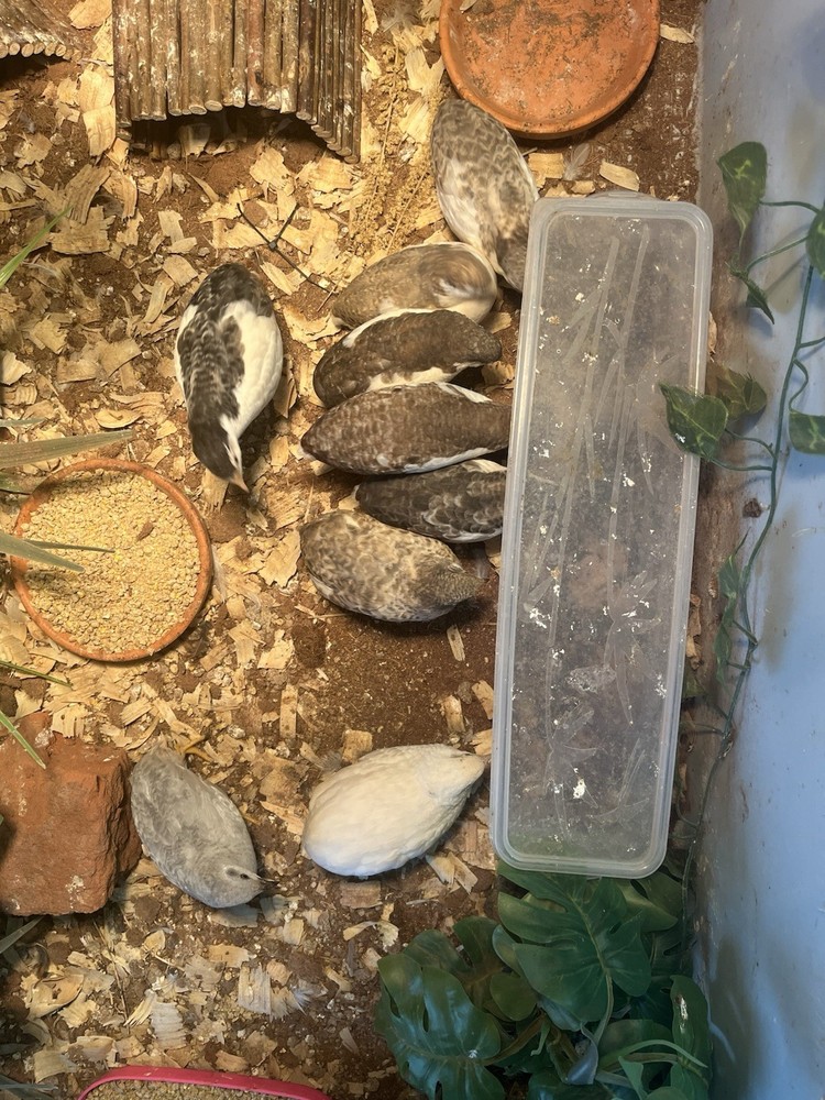 Button Quail Hatching Eggs