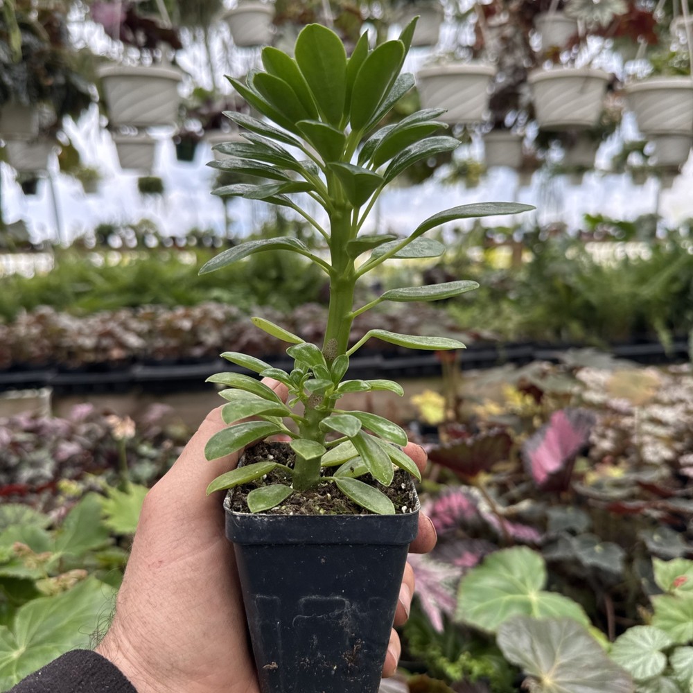 Peperomia andrei - Rare!