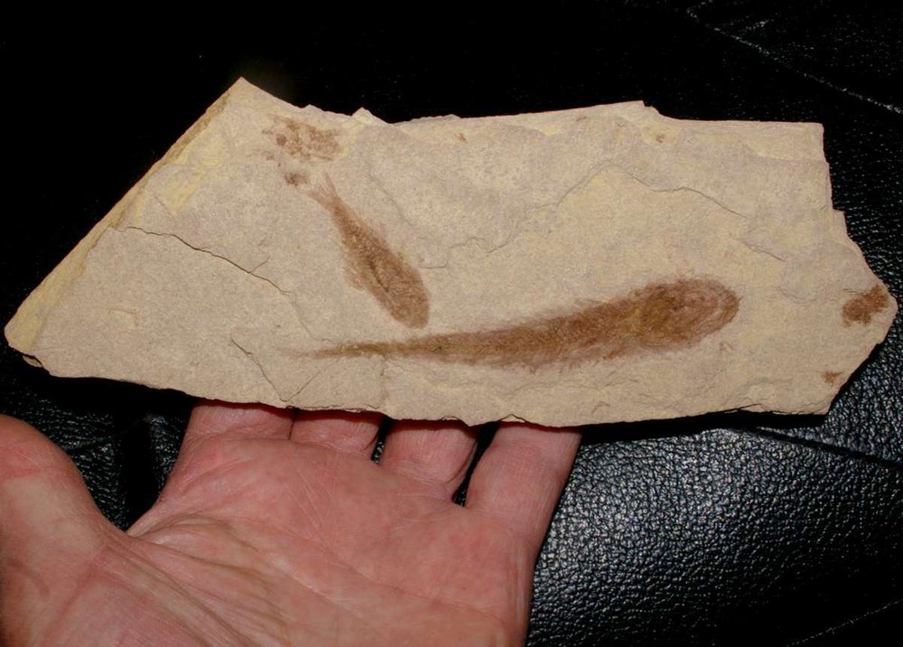 Palaeogadus carpathicus - Very rare fossil fish