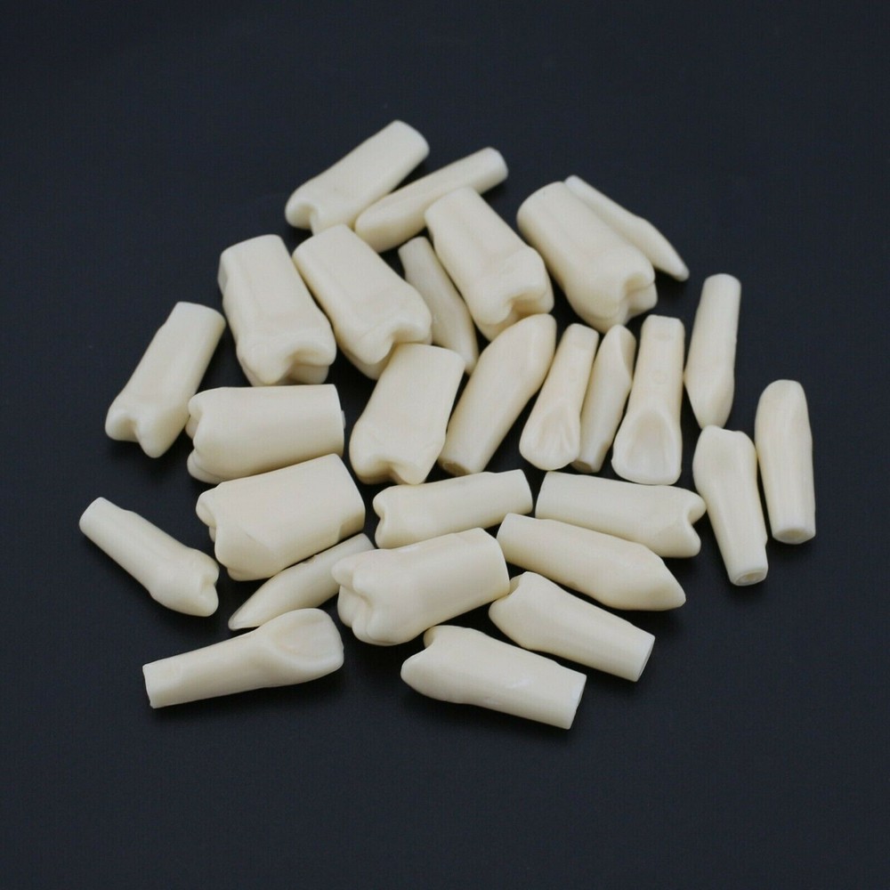 28 Pcs/Bag Dental Teaching Study Model Replacement Screw-in Teeth Tooth Grain