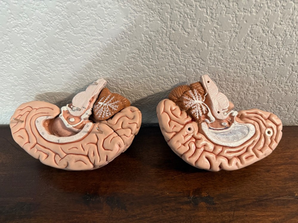 vintage anatomy model brain model 4 pieces