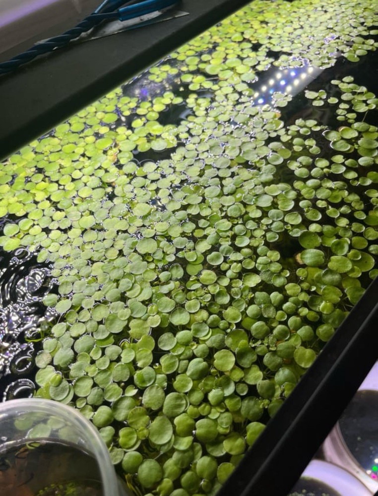 Tiger Stripe Frogbit