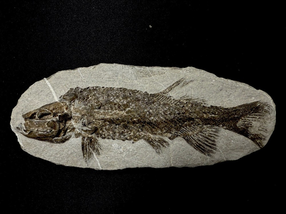 fossil fish ，perleidus,  Jurong China