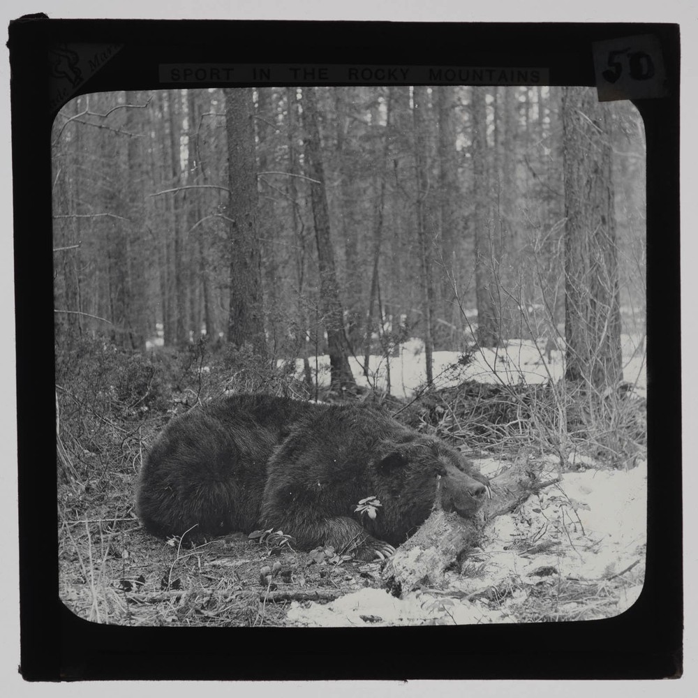 Sleeping Bear in Rocky Mountains  - Antique Magic Lantern Slide      /AH18