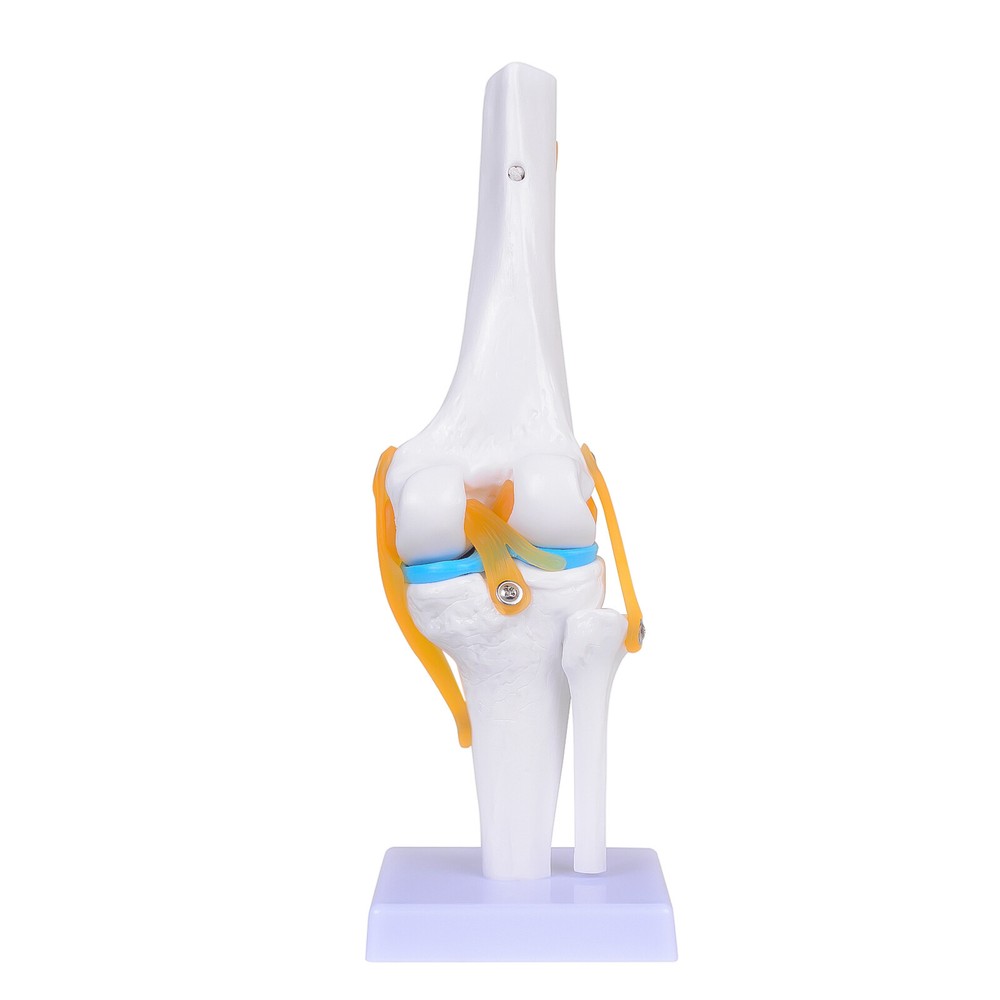 Life Size Human 1:1 Flexible Knee Joint Simulation Model Anatomy Teaching Mold