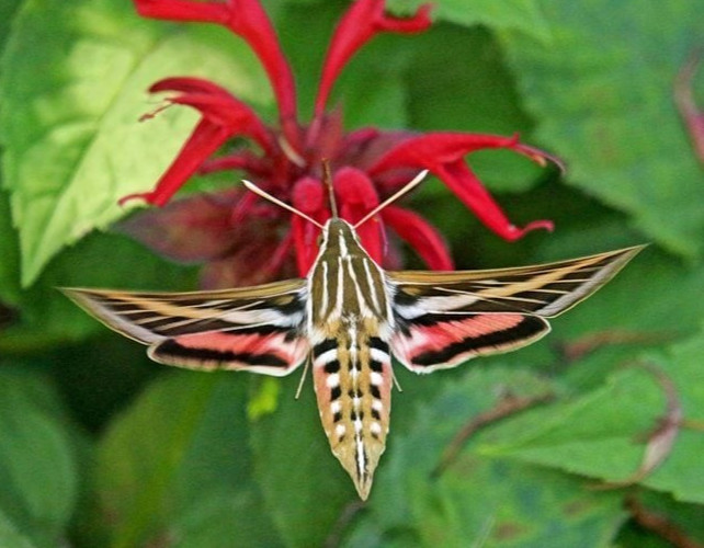 White lined sphinx moth pupae cocoon lepidoptera live feeder insect