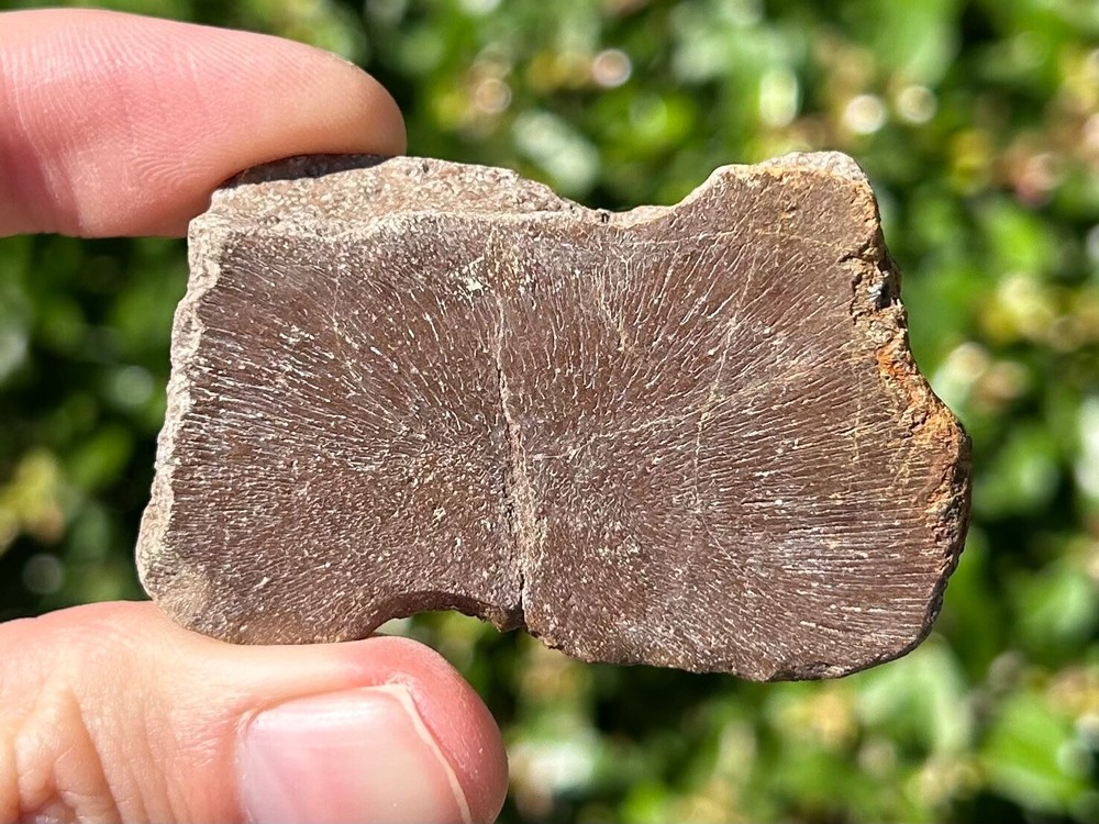 Protostega Fossil Cretaceous Turtle Shell 2.1” Dinosaur Bones Ozan Formation