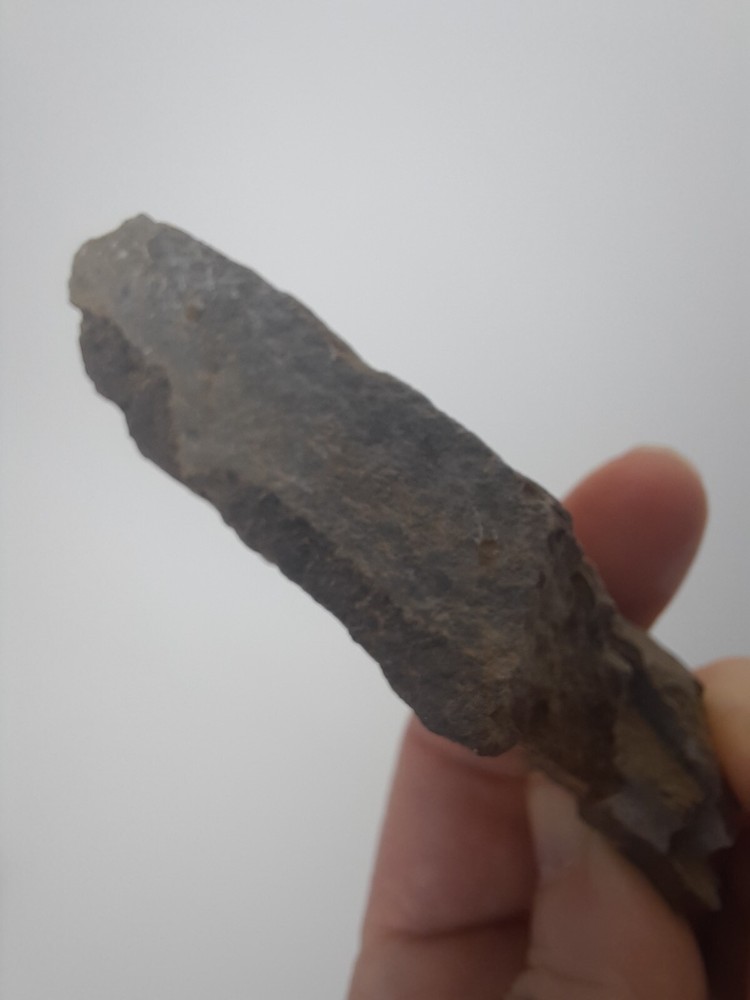 Fossil Shell carboniferous Paliozoic devonian Pennsylvanian fossilized VA
