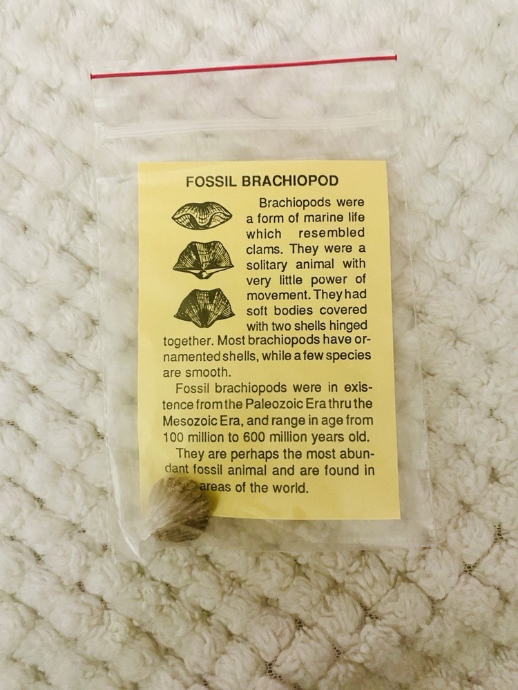 Fossil Brachiopod With Information Sheet