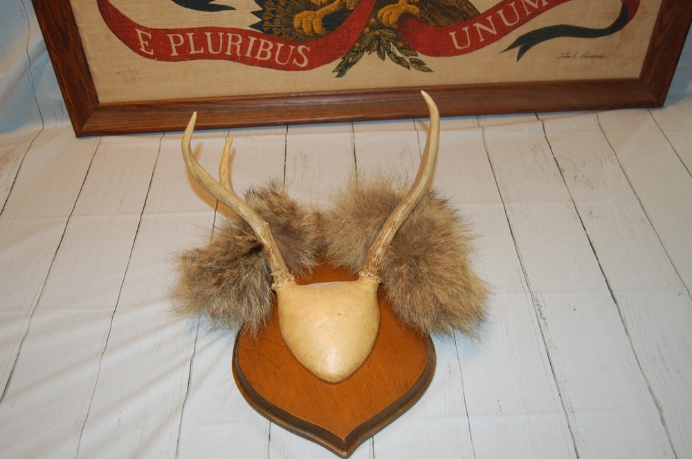 Plaque mounted Antlers