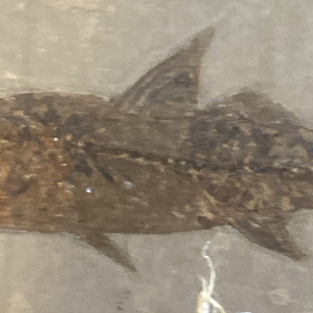 fossil fish green river formation wyoming