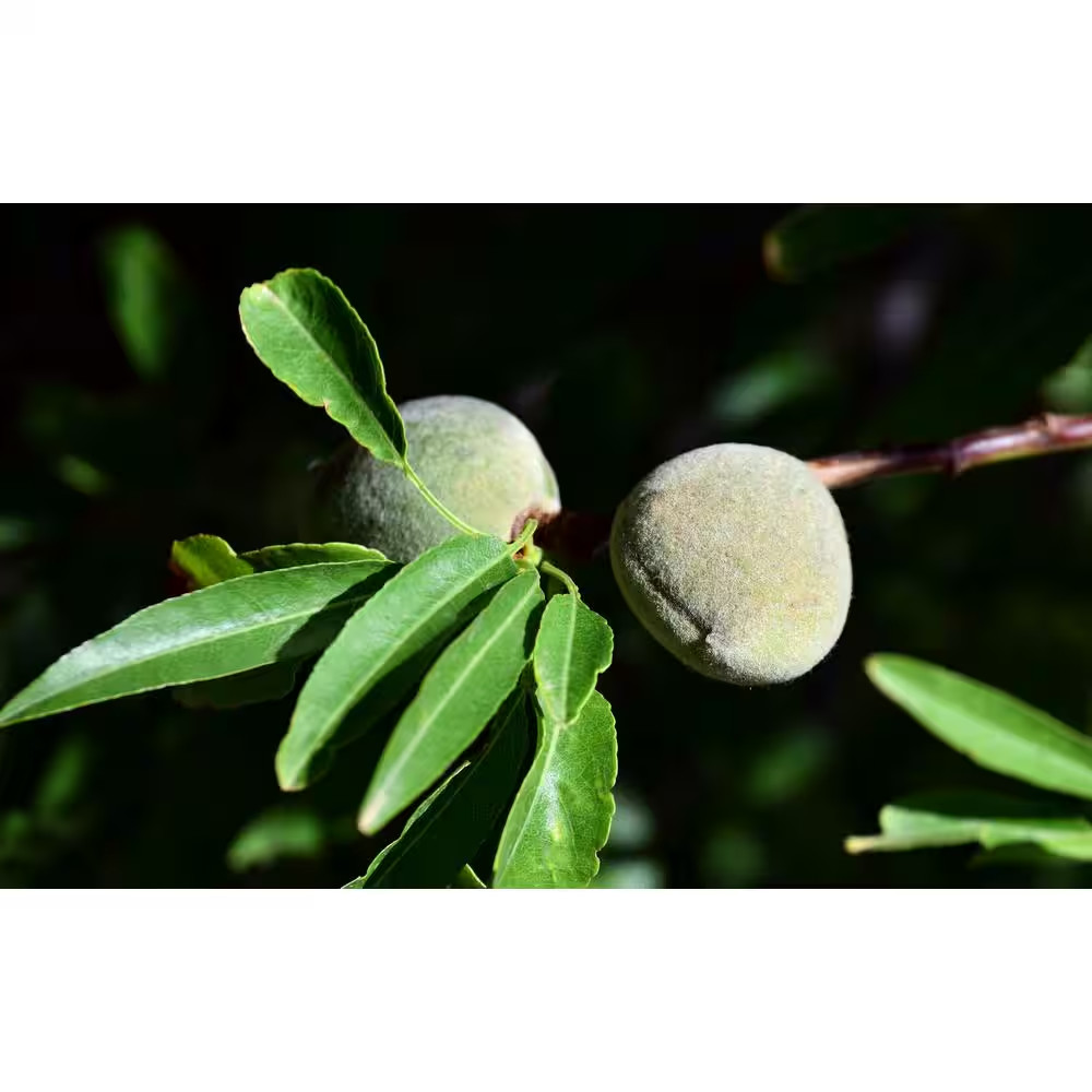 Hall’s Hardy Almond Tree Bare Root – Cold Hardy Nut Tree