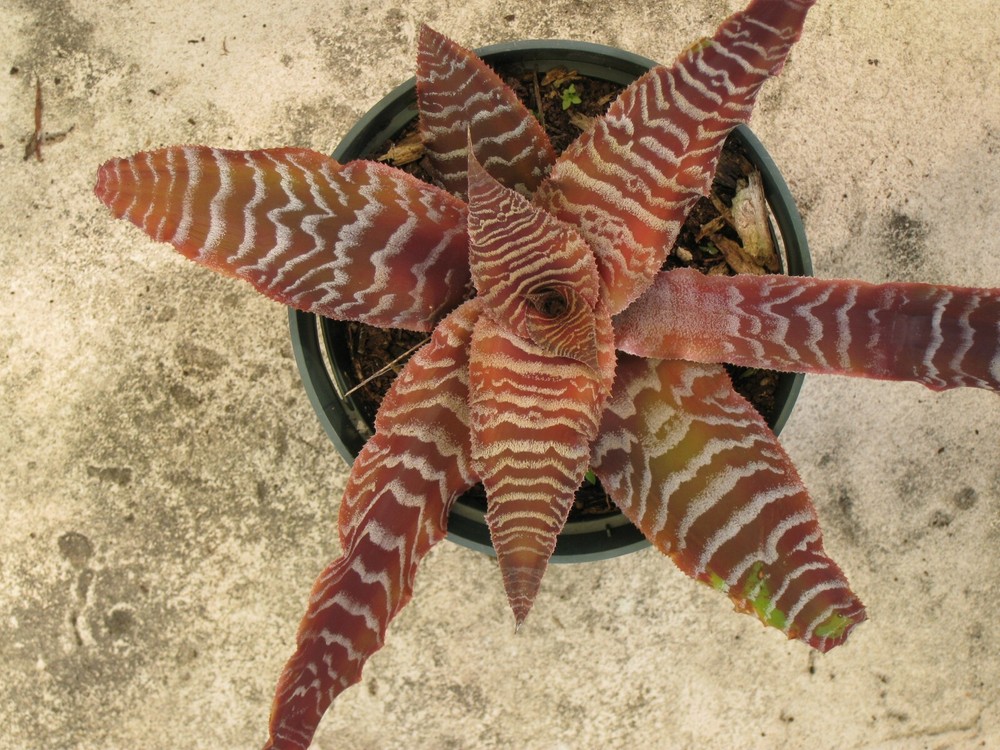 Cryptanthus PHEASANT TAIL Bromeliad one tropical plant *MEDIUM*