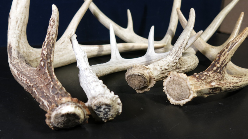 Assorted Deer Antlers