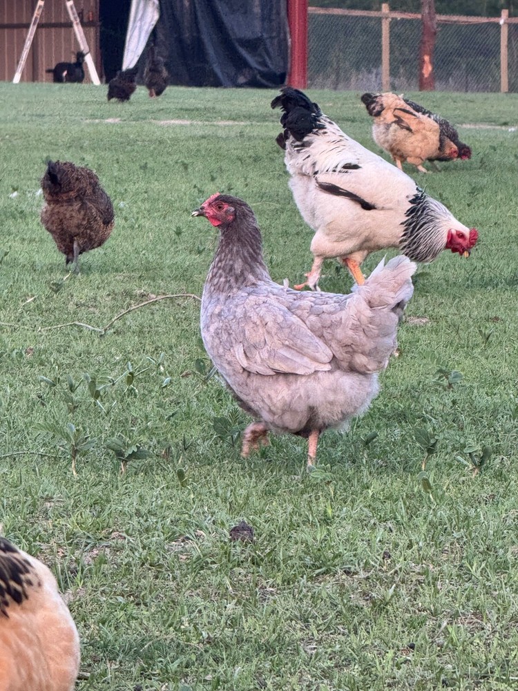 24 Chicken Egg ( Rare breeds Mix )