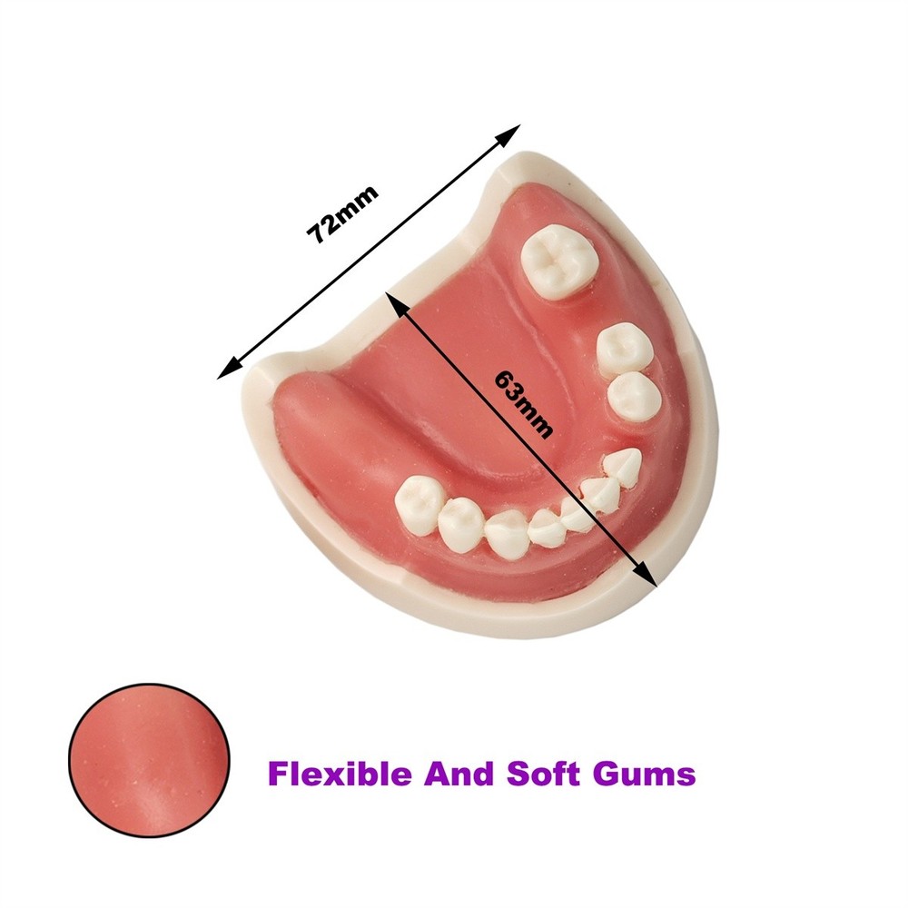 US Dental Implant Model Planting Practice Suture Practice Model Teaching Demo