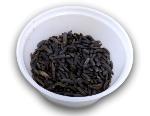 Live Black Soldier Fly pupa