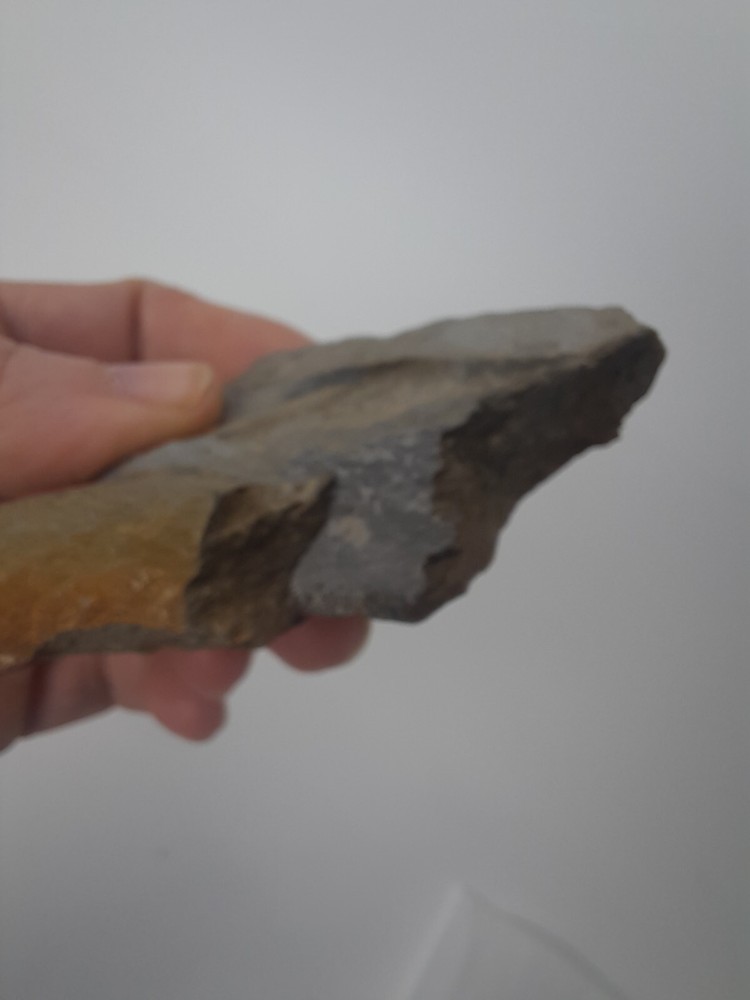 Fossil Shell carboniferous Paliozoic devonian Pennsylvanian fossilized VA