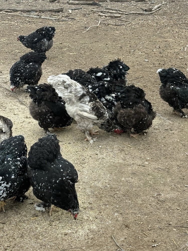 brahma hatching eggs chicken