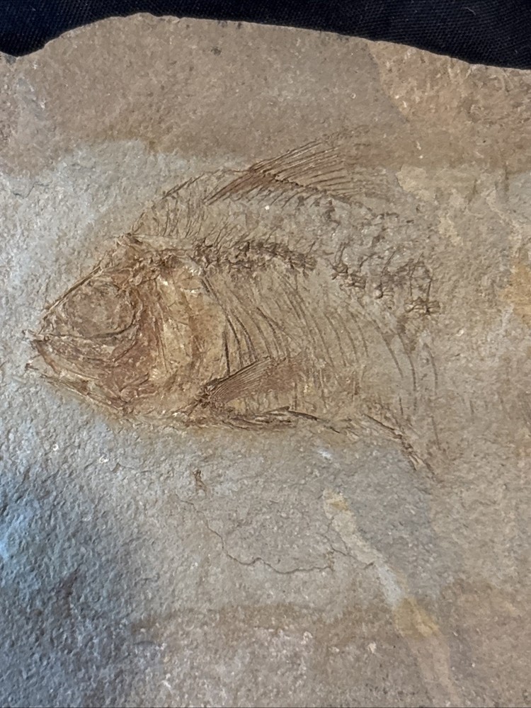 Partial Fossil Fish