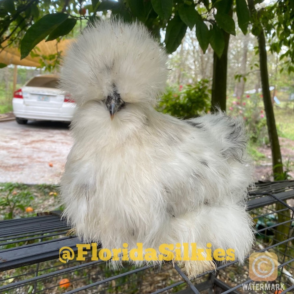 Silkie Hatching Eggs Assorted Colors (READ!) 4+
