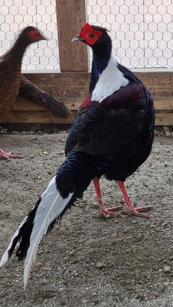 3 Swinhoe Pheasant Hatching Eggs PRESALE PLEASE READ April-May