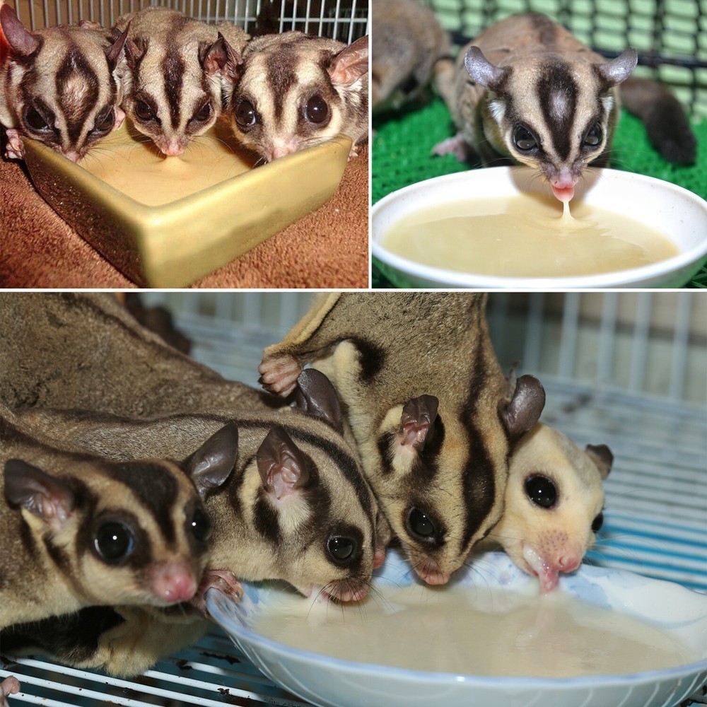 Exotic Nutrition Starter Package For Sugar Gliders High Protien