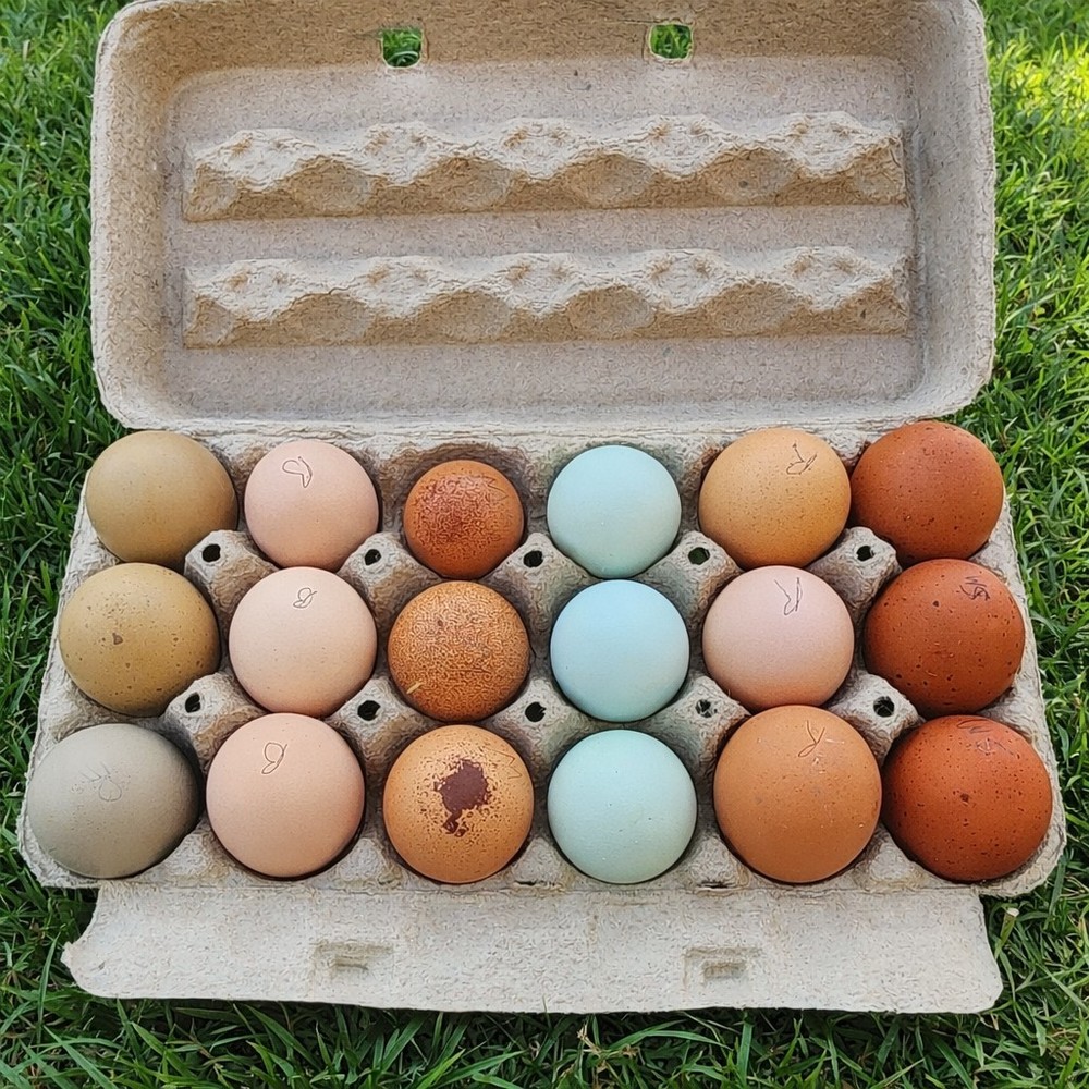 Rainbow Hatching Eggs Pure Breeds NPIP Certified 12+ Eggs