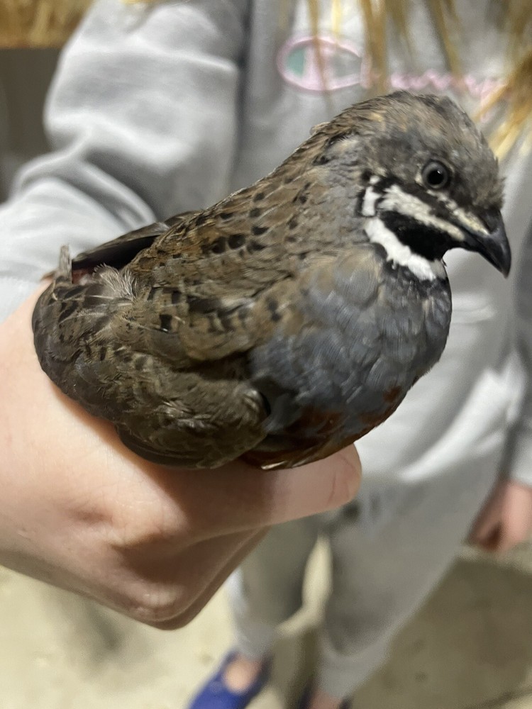 12 Fertile Button Quail Hatching Eggs