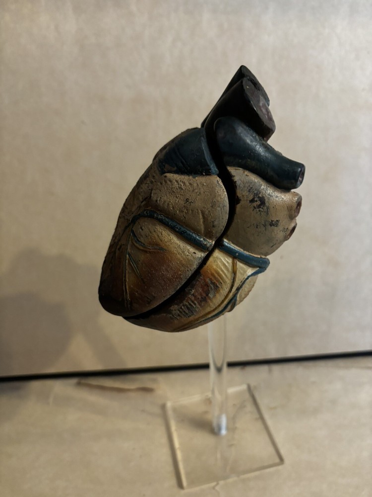 Antique Human Heart Anatomical Model