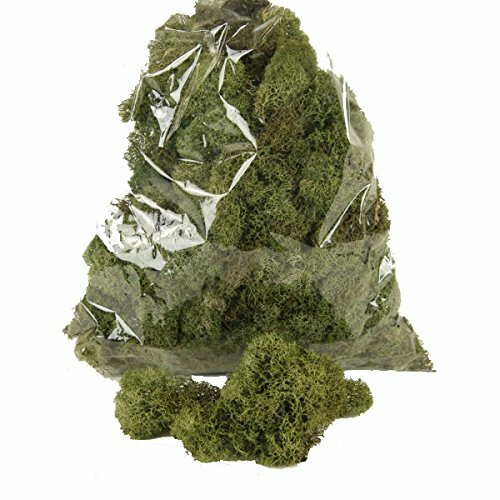 4 oz bag Preserved Green Reindeer Moss