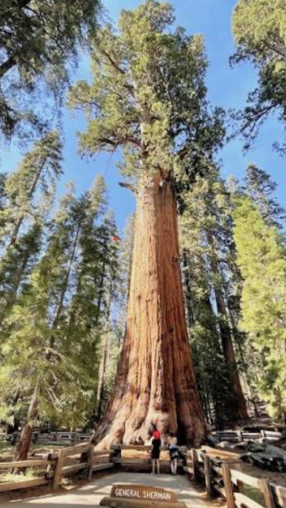 Souvenir Token - Sequoia Worlds Largest Tree - Sierra Nevada Mountains, CA