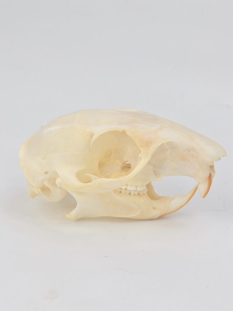 Real Fox Squirrel Skull - Sciurus niger - American Sourced - Non UV Reactive
