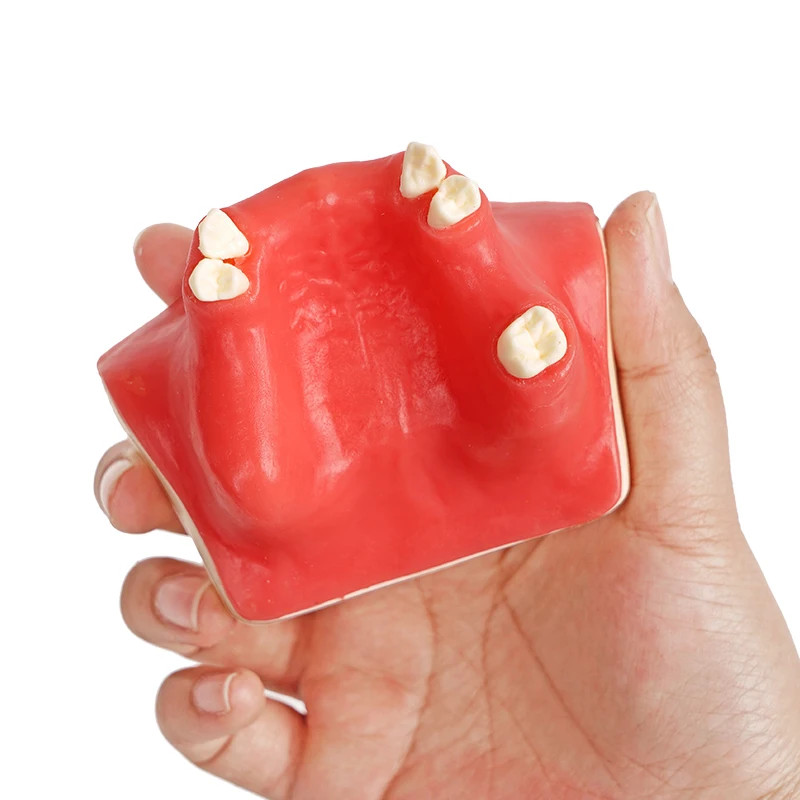Maxillary Sinus Teeth Model Dental Teaching Model for Student Practice Studying