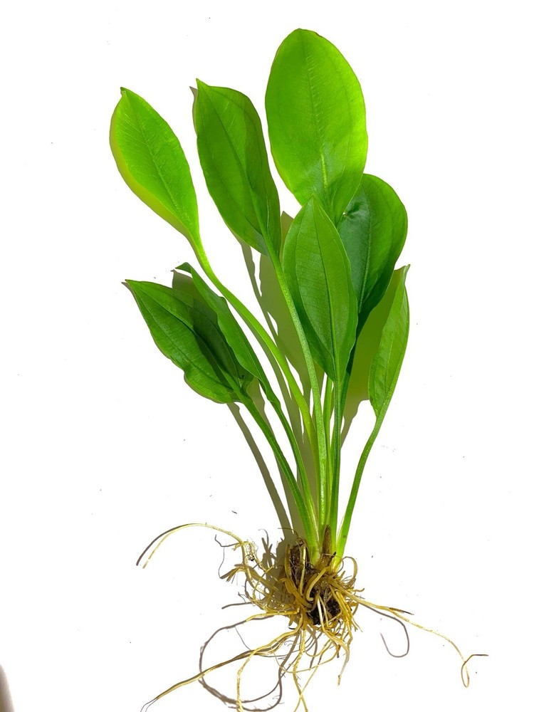 BUY 2 GET 1 FREE!!! Amazon Sword Live Plant