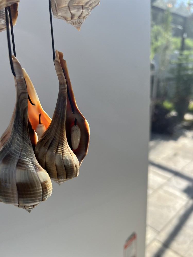 Large Lightning Whelk and Lightning Whelk Bells Sea Shell Windchime *Handmade
