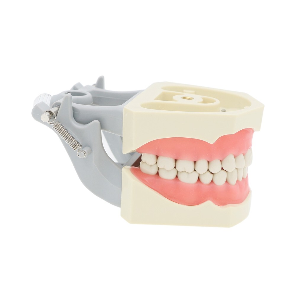 Dental 32 Pcs Removeable Teeth Columbia 860 Type Typodont Exam Restorative Model